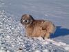 Tibet-Terrier Hund