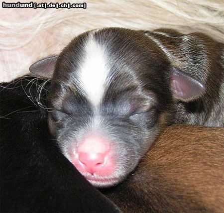 Tibet-Terrier Tibi-Baby