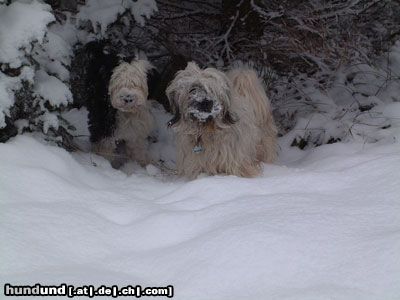 Tibet-Terrier Dakini und Bon-Tschi im tiefen tiefen Wald