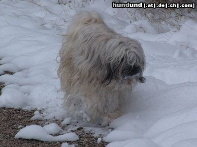 Tibet-Terrier Dakini und Bon-Tschi im tiefen tiefen Wald