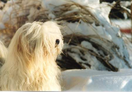 Tibet-Terrier Deckrüde Shobhan Dschampa