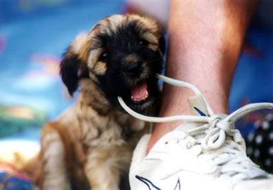 Tibet-Terrier Mo Shu Aiu Jen