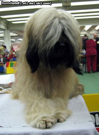 Tibet-Terrier Tibet-Terrier posiert bei der IHA Graz 2004