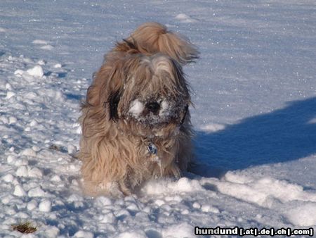 Tibet-Terrier