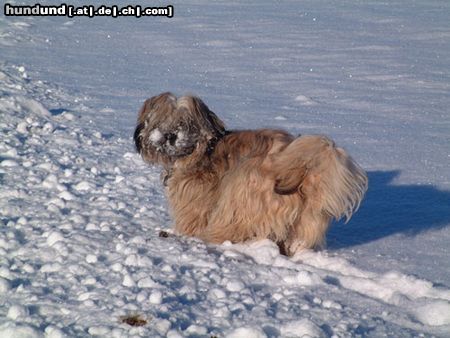 Tibet-Terrier bin doch kein Schneehuhn  !!;-))