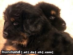 Tibetdogge Günga-Nima´s Ali und Antara mit 6 Wochen