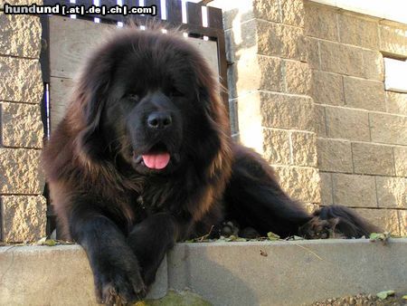 Tibetdogge SUNDARI kennel from Czech rep.