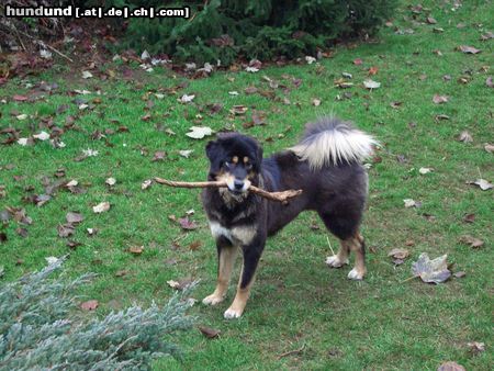 Tibetdogge Aika