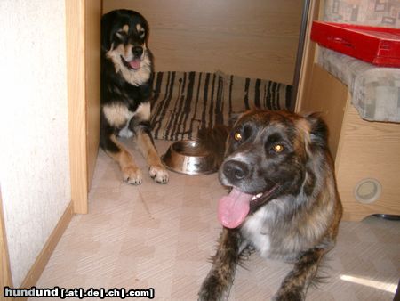 Tibetdogge Boiko und Aika im Urlaub