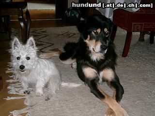 Tibetdogge Banja und Aika