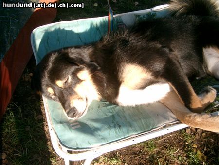 Tibetdogge Aika im Urlaub