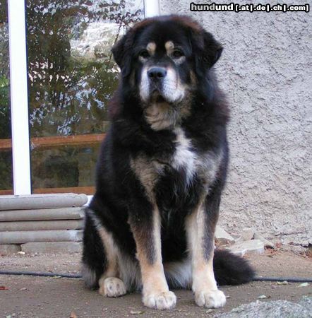 Tibetdogge SUNDARI kennel from Czech rep.