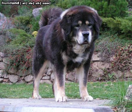 Tibetdogge SUNDARI kennel from Czech rep.