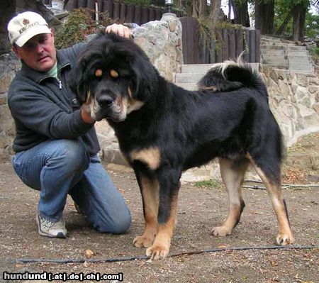 Tibetdogge SUNDARI kennel from Czech rep.