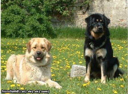 Tibetdogge Alles rund um den Do-Khyi