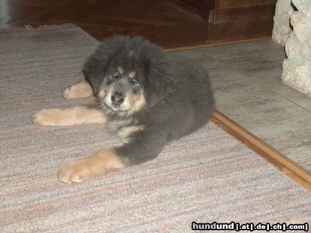 Tibetdogge Puppy