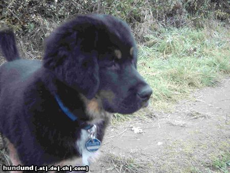 Tibetdogge Omatra Tammo mit 11 wochen 