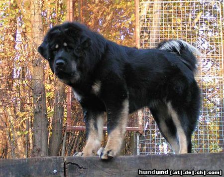 Tibetdogge SUNDARI kennel from Czech rep.