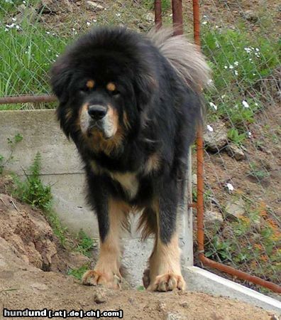 Tibetdogge SUNDARI kennel from Czech rep.