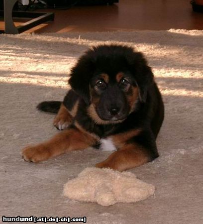 Tibetdogge Ambi - Yarlung Tsangpo Tibetans