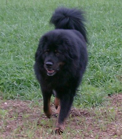 Tibetdogge Yarlung Tsangpo Tibetans 