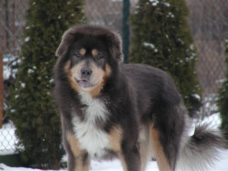 Tibetdogge AKSEL o Lwiej Odwadze