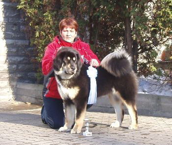 Tibetdogge BLANCA o Lwiej Odwadze