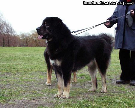 Tibetdogge Samantabhadra's Karmo Sigyal