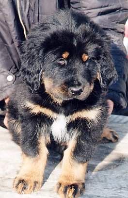 Tibetdogge