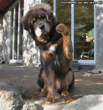 Tibetdogge SUNDARI kennel from Czech rep.