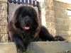 Tibetdogge Hund