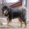 Tibetdogge Hund