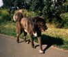 Tibetdogge Hund