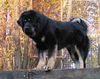 Tibetdogge Hund