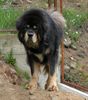 Tibetdogge Hund