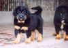 Tibetdogge Hund