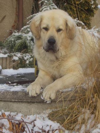 Tibetdogge Balihara Altan-Corgo