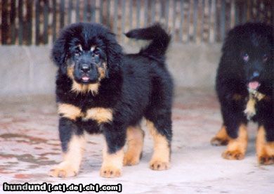 Tibetdogge verkauf