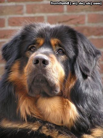 Tibetdogge Tibetdogge Tarim