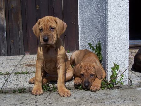 Tosa Tosa inu-Zucht-Welpen mit FCI Papieren 