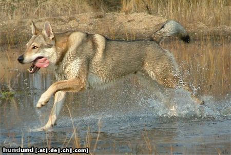 Tschechoslowakischer Wolfhund Bolton Eden severu