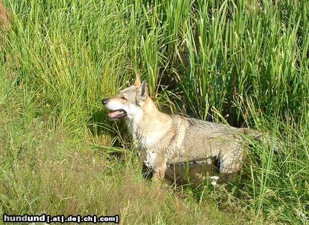 Tschechoslowakischer Wolfhund Bolton Eden severu