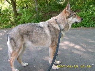 Tschechoslowakischer Wolfhund Argon