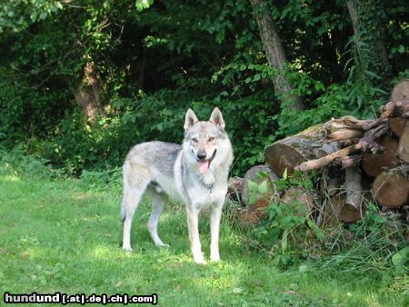 Tschechoslowakischer Wolfhund Falco crying wolf