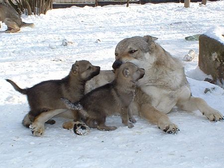 Tschechoslowakischer Wolfhund Fallko with his pupps