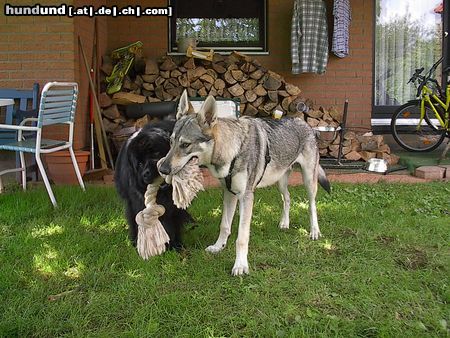 Tschechoslowakischer Wolfhund Mein Wolfshund 