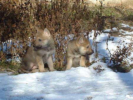 Tschechoslowakischer Wolfhund Juma&Jaskin