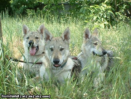 Tschechoslowakischer Wolfhund 6 mounth old youngsters(Juma,Karlik,Kazan)