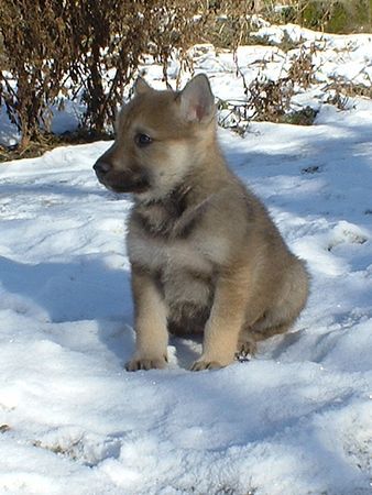 Tschechoslowakischer Wolfhund Juma 6 weeks old