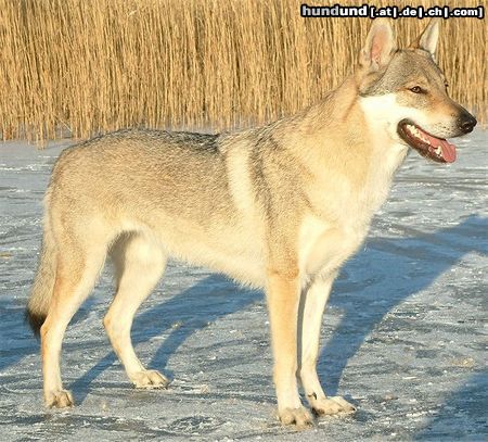 Tschechoslowakischer Wolfhund Merry Bell z Molu Es